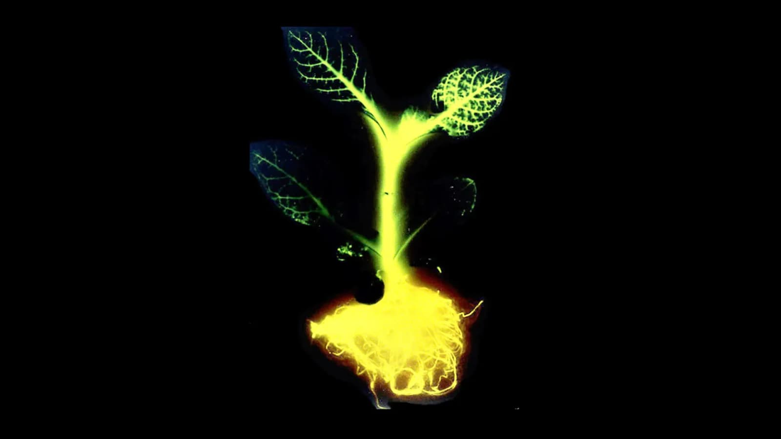 Glowing Plant Project - Glowing Plant Project